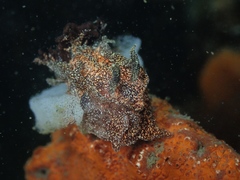 Goniodoris castanea