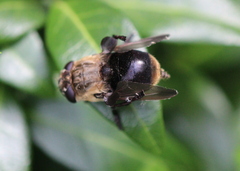 Cuterebra emasculator