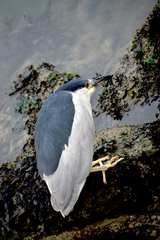 Nycticorax nycticorax