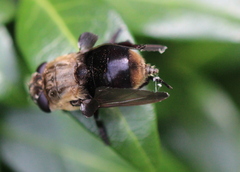 Cuterebra emasculator