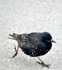 Sturnus vulgaris