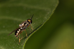 Euparyphus