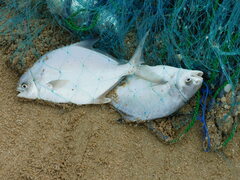 Trachinotus kennedyi