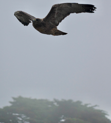 Buteo jamaicensis