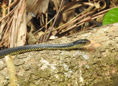 Chironius flavopictus