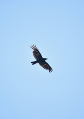 Corvus