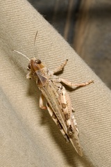 Dociostaurus maroccanus