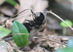 Cuterebra emasculator