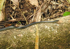 Chironius flavopictus