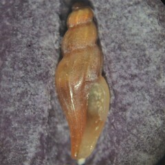 Mangelia attenuata