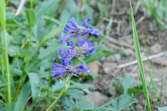 Penstemon attenuatus