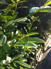 Calopteryx xanthostoma