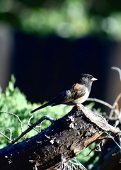Junco hyemalis