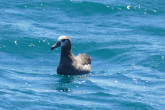Black-Footed Albatross photo 5