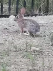 Sylvilagus audubonii