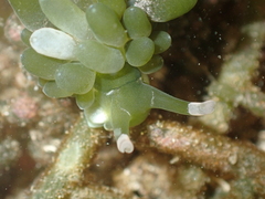 Sacoproteus smaragdinus