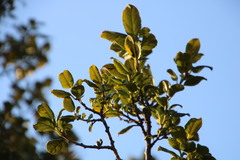 Rhamnus prinoides