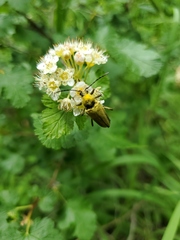Lepturobosca