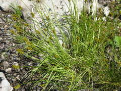 Carex crawfordii