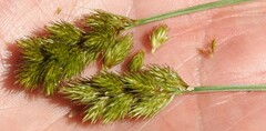 Carex crawfordii