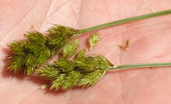 Carex crawfordii