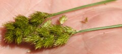 Carex crawfordii