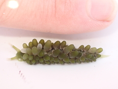 Sacoproteus smaragdinus
