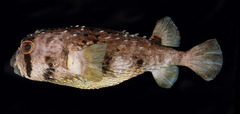 Four-Bar Porcupinefish photo 3