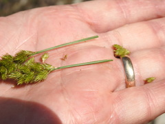 Carex crawfordii