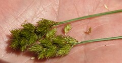 Carex crawfordii
