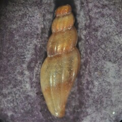 Mangelia attenuata