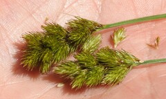 Carex crawfordii