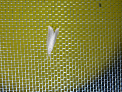 Pseudobissetia terrestrellus