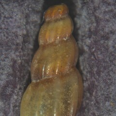 Mangelia attenuata