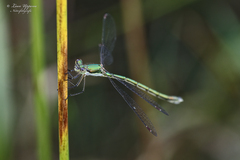 Lestes virens