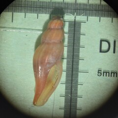 Mangelia attenuata