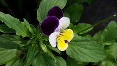Viola tricolor