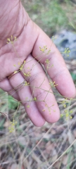 Bupleurum rigidum paniculatum