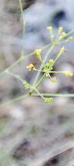 Bupleurum rigidum paniculatum