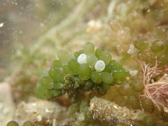 Sacoproteus smaragdinus