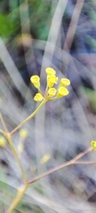 Bupleurum rigidum paniculatum