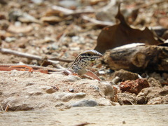 Aspidoscelis costatus