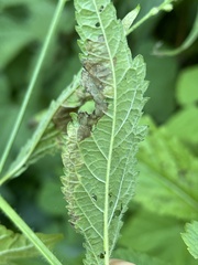 Calycomyza verbenae
