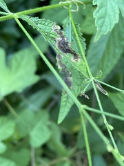 Calycomyza verbenae