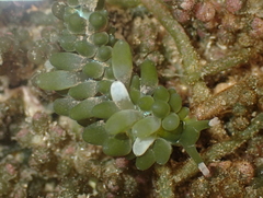 Sacoproteus smaragdinus