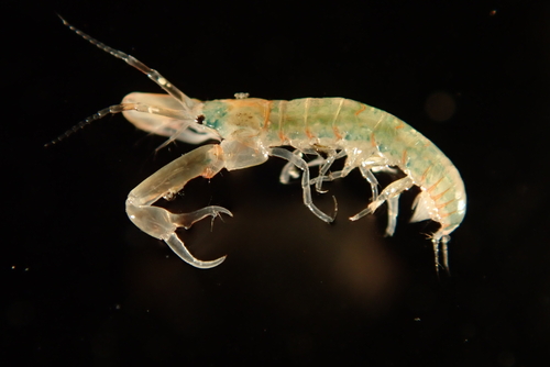 Leptochelia observed 2022-07-26