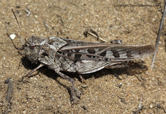 Pardalophora apiculata