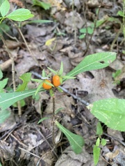 Triosteum angustifolium