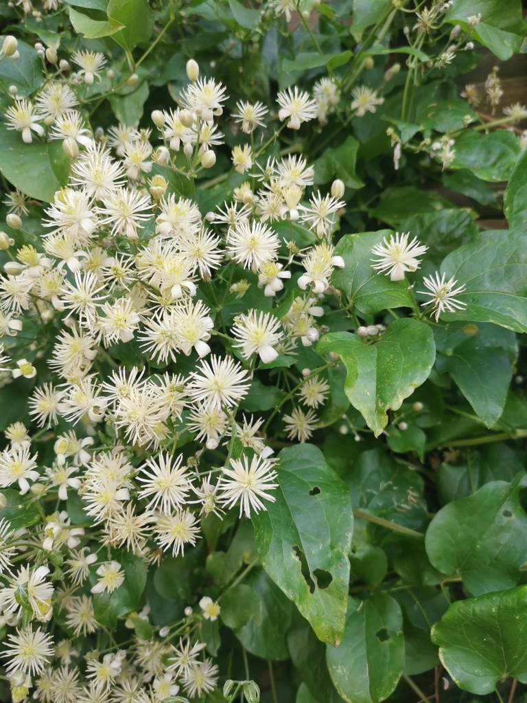 Clematis vitalba