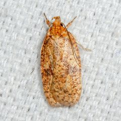 Agonopterix thelmae